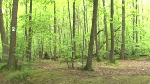 This shelady Wants Sex In The Forest