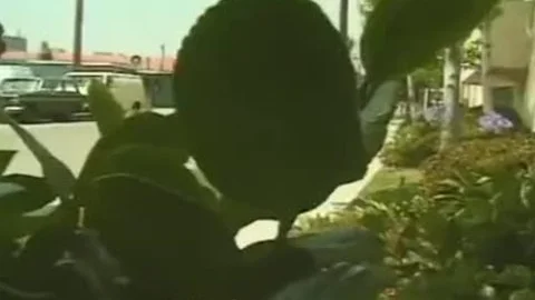 ladyman plows lucky man